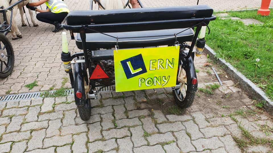 lernpony.jpg